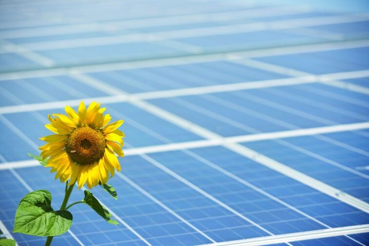 Tournesols et panneaux solaires pour économiser l'énergie